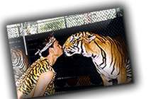 �ٺ�ҡ����